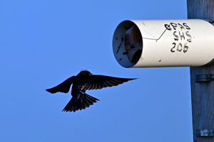 Purple Martin